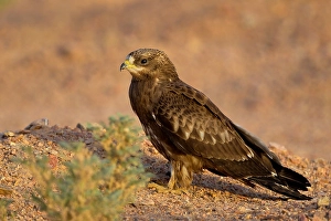 Images Dated 15th October 2010: Wespendief, European Honey Buzzard, Pernis apivorus