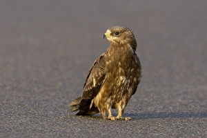 Images Dated 15th October 2010: Wespendief, European Honey Buzzard, Pernis apivorus
