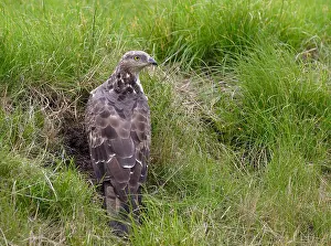 2005 Prints: Wespendief, European Honey Buzzard, Pernis apivorus