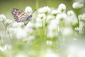 Images Dated 6th May 2022: Westelijk dambordje, Western Marbled White, Melanargia occitanica