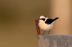Hispanica Prints: Western Black-eared Wheatear, Oenanthe hispanica