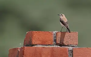 Hispanica Prints: Western Black-eared Wheatear, Oenanthe hispanica