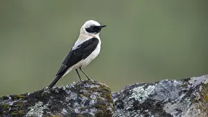 Agricultural Field Prints: Western Black-eared Wheatear, Oenanthe hispanica