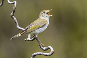 Images Dated 5th May 2020: Western Bonelli's Warbler, Phylloscopus bonelli