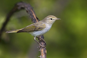 Images Dated 19th April 2016: Western Bonelli's Warbler, Phylloscopus bonelli
