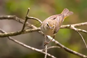 Images Dated 17th June 2021: Western Bonelli's Warbler, Phylloscopus Bonelli