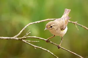 Images Dated 17th June 2021: Western Bonelli's Warbler, Phylloscopus Bonelli