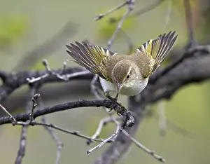 Images Dated 15th April 2015: Western Bonelli's Warbler, Phylloscopus bonelli