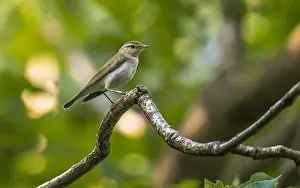 Nederlanden Prints: Western Bonelli's Warbler x Wood Warbler