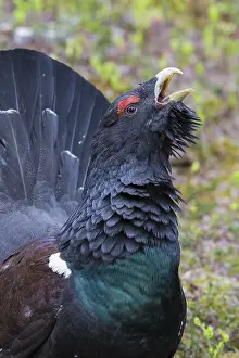 2016 Prints: Western Capercaillie