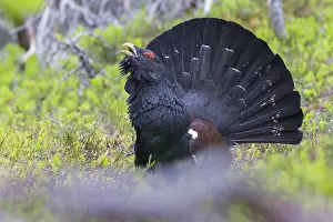 2016 Prints: Western Capercaillie