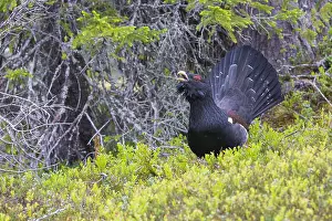 2016 Prints: Western Capercaillie