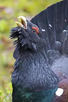 2016 Prints: Western Capercaillie