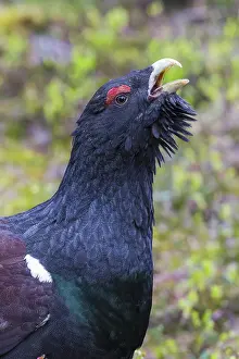 2016 Prints: Western Capercaillie