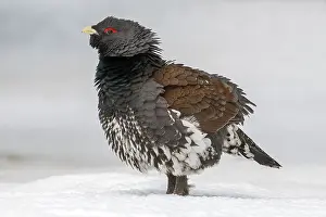 Finland Prints: Western Capercaillie, Auerhoen, Tetrao urogallus urogallus