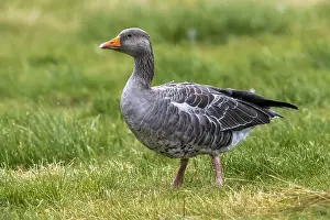 Agricultural Field Prints: Western Greylag Goose, Anser anser anser