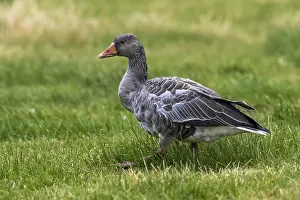 Agricultural Field Prints: Western Greylag Goose, Anser anser anser