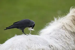 Images Dated 21st April 2017: Western Jackdaw, Corvus monedula