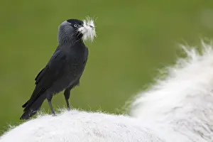 Images Dated 21st April 2017: Western Jackdaw, Corvus monedula