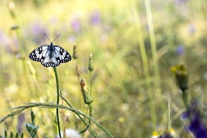 Images Dated 25th May 2023: Western Marbled White, Melanargia occitanica