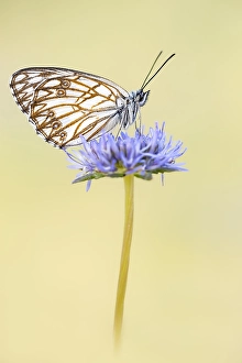Images Dated 25th May 2023: Western Marbled White, Melanargia occitanica