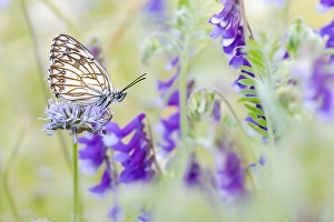 Images Dated 25th May 2023: Western Marbled White, Melanargia occitanica