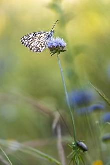 Images Dated 25th May 2023: Western Marbled White, Melanargia occitanica