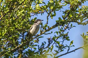 2018 Prints: Western Orphean Warbler, Westelijke Orpheusgrasmus, Curruca hortensis hortensis
