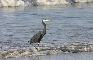 1980 Prints: Western Reef-Egret, Egretta gularis gularis