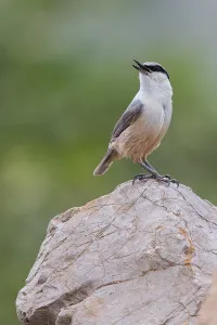 Images Dated 11th April 2018: Western Rock Nuthatch