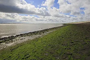 Images Dated 8th August 2008: Westerschelde