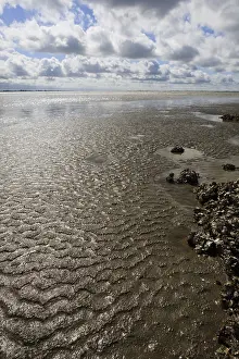 Images Dated 8th August 2008: Westerschelde