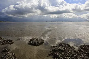 Images Dated 8th August 2008: Westerschelde