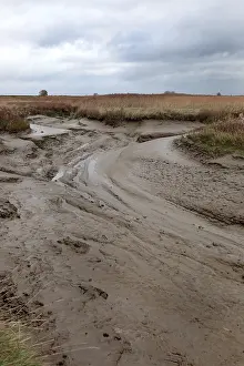 Creek Prints: Westerschelde, low tide