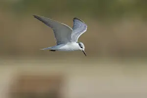 Whiskered Prints: Whiskered Tern