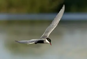 Summerplumage Prints: Whiskered Tern, Witwangstern, Chlidonias hybrida