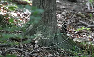 Images Dated 14th June 2014: White-backed Woodpecker, Dendrocopus leucotos