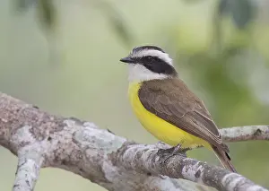 Images Dated 18th April 2014: White-bearded Flycatcher (Phelpsia inornata)