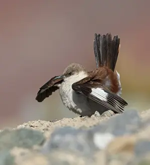 Images Dated 12th September 2015: White-bellied Cinclodes, Cinclodes palliatus