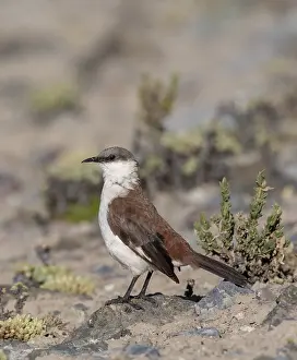 Images Dated 12th September 2015: White-bellied Cinclodes, Cinclodes palliatus
