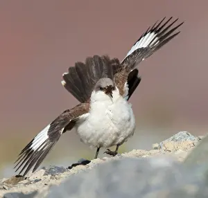 Images Dated 12th September 2015: White-bellied Cinclodes, Cinclodes palliatus