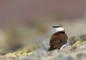 Images Dated 12th September 2015: White-bellied Cinclodes, Cinclodes palliatus