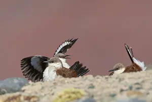 Images Dated 12th September 2015: White-bellied Cinclodes, Cinclodes palliatus