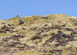 Images Dated 12th September 2015: White-bellied Cinclodes, Cinclodes palliatus