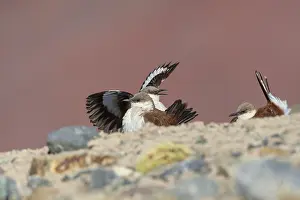 Images Dated 12th September 2015: White-bellied Cinclodes, Cinclodes palliatus
