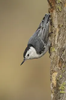 White Breasted Prints: White-breasted Nuthatch