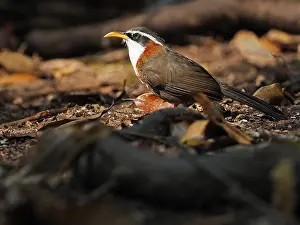 2019 Prints: White-browed Scimitar Babbler, Pomatorhinus schisticeps