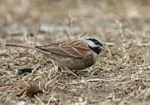 Images Dated 31st January 2005: White-capped Bunting