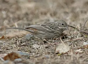 Seeds Prints: White-capped Bunting