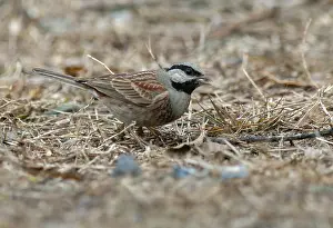Images Dated 31st January 2005: White-capped Bunting